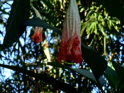 Brumangsia écarlatte ou Trompette des anges écarlate, Brug… 