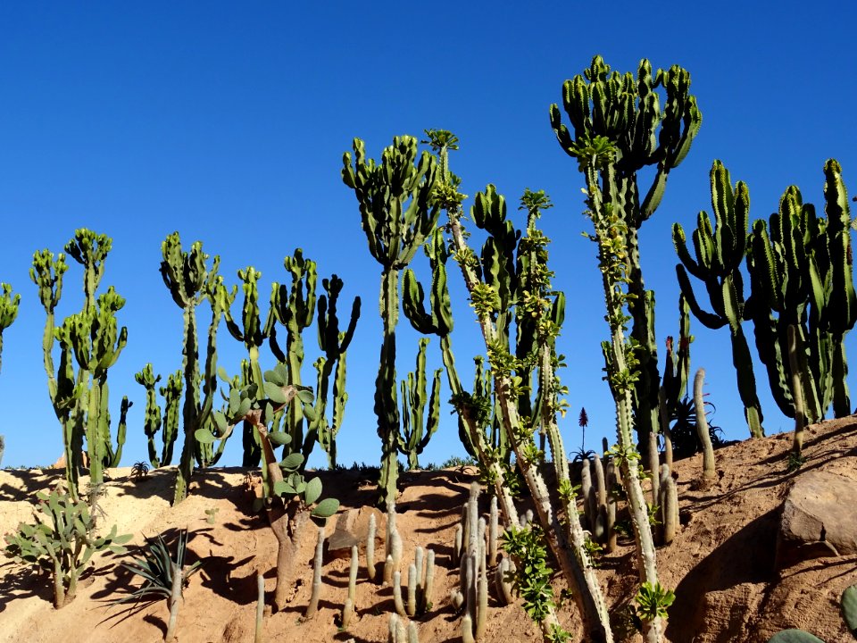 Euphorbe candélabre, Euphorbia candelabrum, Euphorbiacées.… 