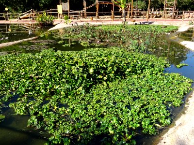 Nénuphar blanc, Nymphaea hybride de alba, Nymphaeacées. Or… photo