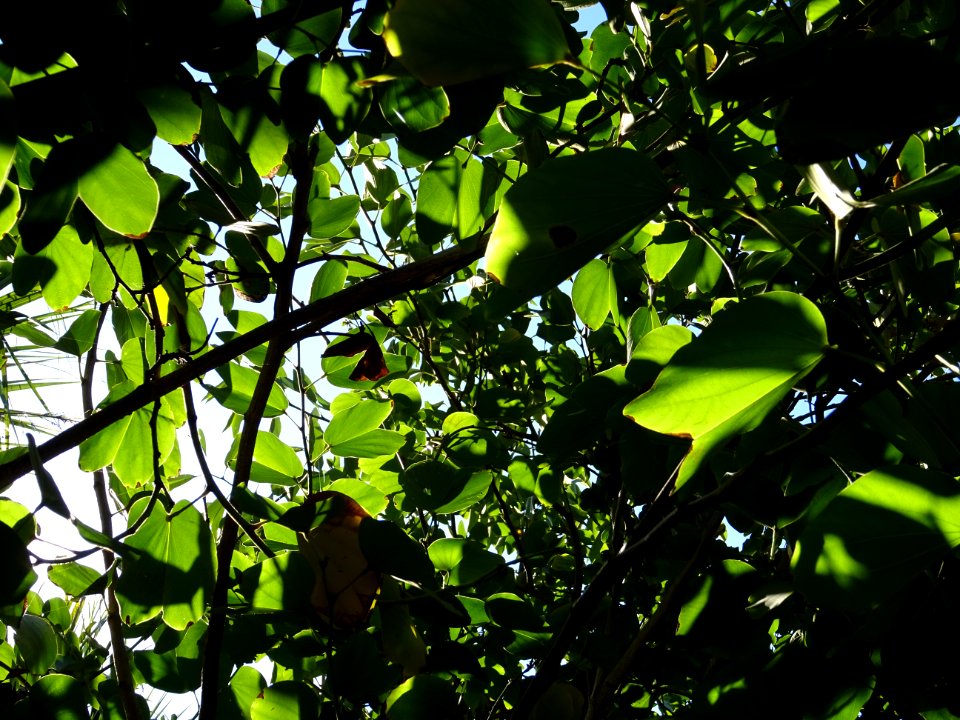 Arbre à orchidées, Bauhinia purpurea, Fabacées. Originaire… 