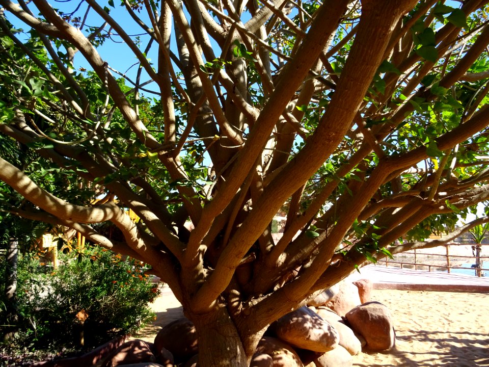 Erythrine de Kafrarie, Erythrina caffra, Fabacées. Origina… 
