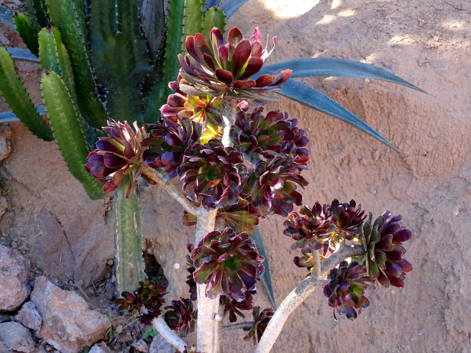 Aéonium en arbre pourpre, Aeonium arboreum 'Atropurpureum'… 