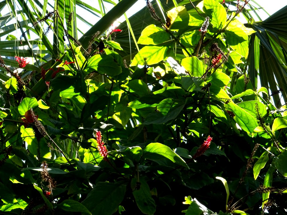 Pointe de feu, Odontonema strictum, Acanthacées. Originair… 