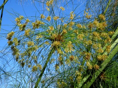 Papyrus du Nil, Cyperus papyrus, Cyperacées 