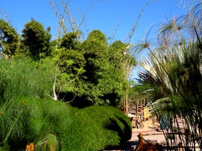 Papyrus du Nil, Cyperus papyrus, Cyperacées 