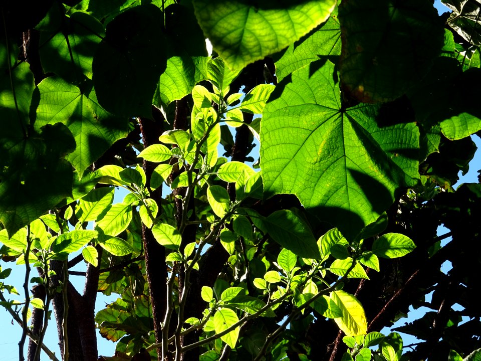 Dombeya, Dombeya wallichii, Sterculiacées. Originaire de M… 