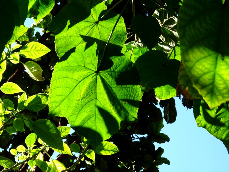 Dombeya, Dombeya wallichii, Sterculiacées. Originaire de M… 