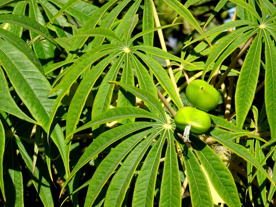 Arbre corail ou Médicinier, Jatropha multifida, Euphorbiac… 