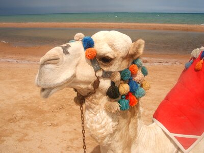 Beach leisure egypt