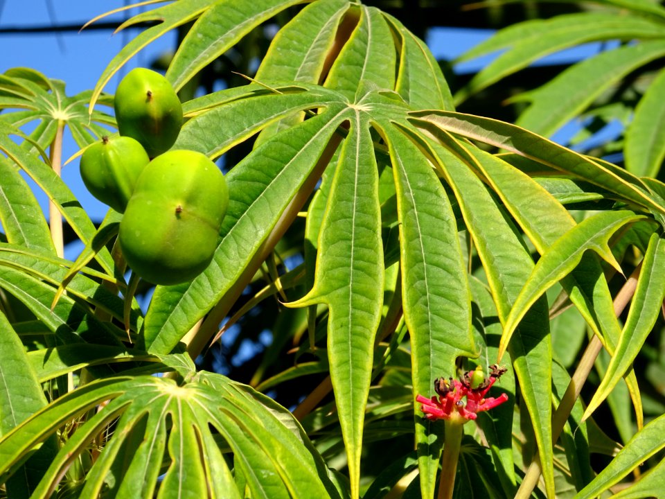 Arbre corail ou Médicinier, Jatropha multifida, Euphorbiac… 