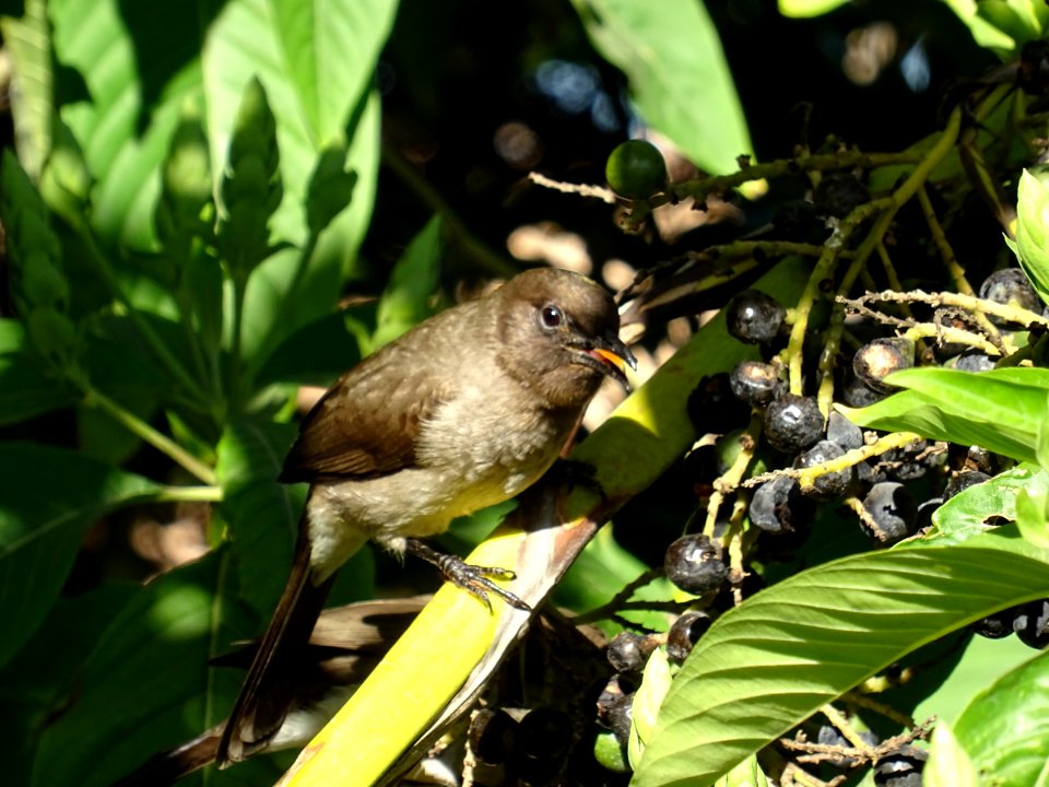 Oiseau se régalant des baies noires de Noix de Malabar, Ju… 