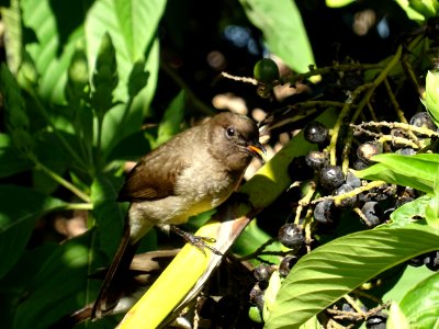 Oiseau se régalant des baies noires de Noix de Malabar, Ju… 