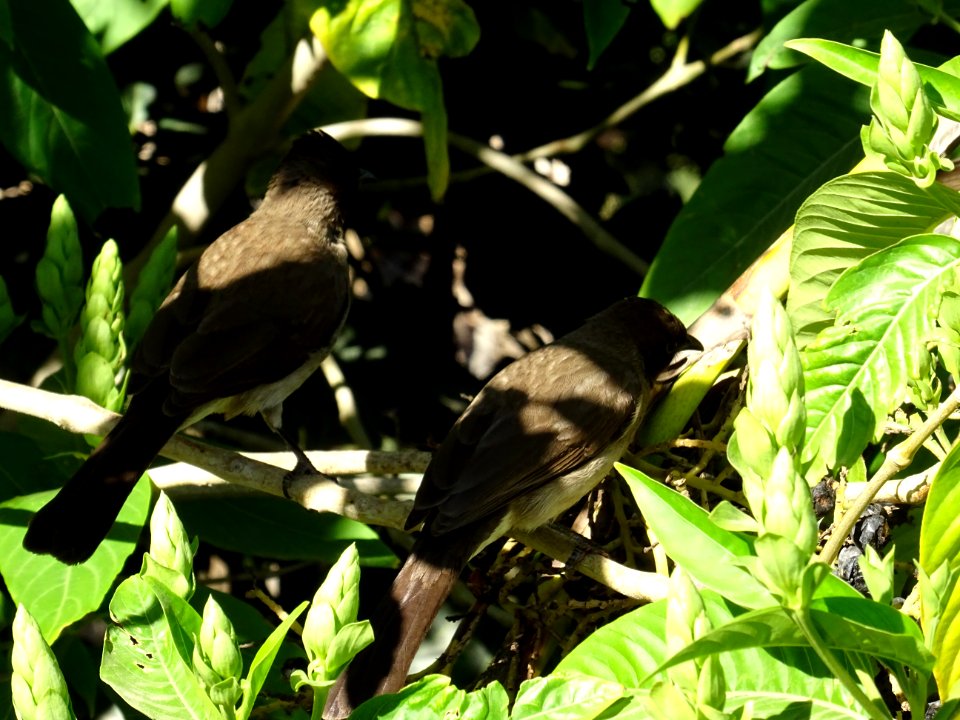 2 oiseaux se régalant des baies noires de Noix de Malabar,… 