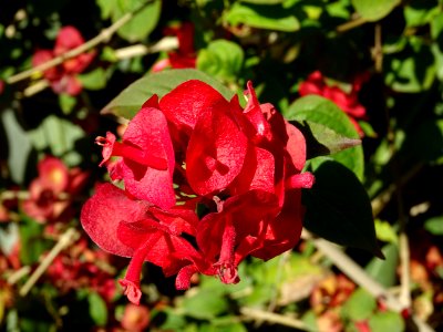 Chapeau chinois écarlate, Holmskioldia sanguinea, Verbenac… 