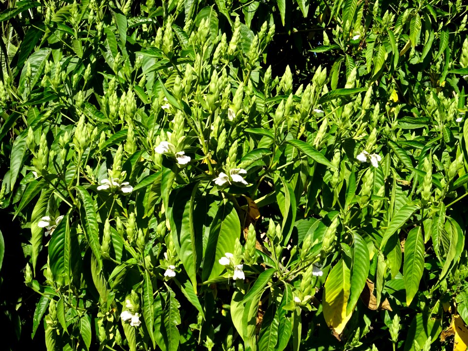 Noix de Malabar, Justicia adhatoda, Acanthacées. Originair… 