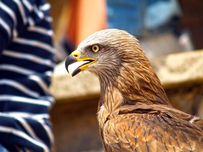 Birds of prey feathers peak