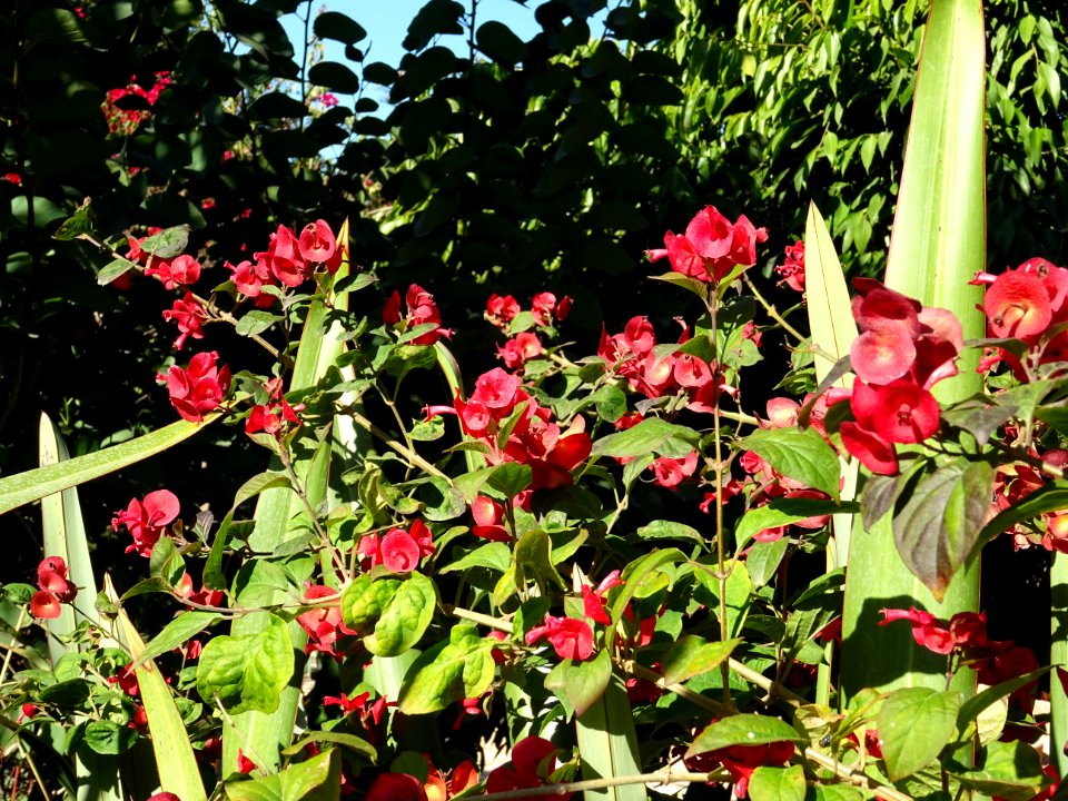 Chapeau chinois écarlate, Holmskioldia sanguinea, Verbenac… 