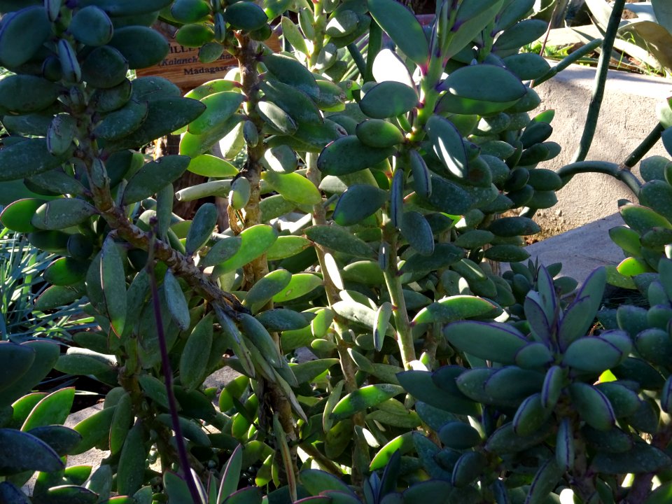 Senecio crassissimus, Senecio crassissimus, Astéracées. Or… 