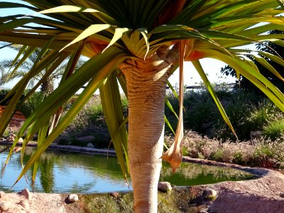 Vacoa rivages, Pandanus utilis, Pandanacées. Originaire de… 