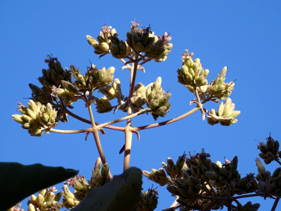 Fleurs de Kalanchoé de Behara, ou Kalanchoé à oreilles d'é… 