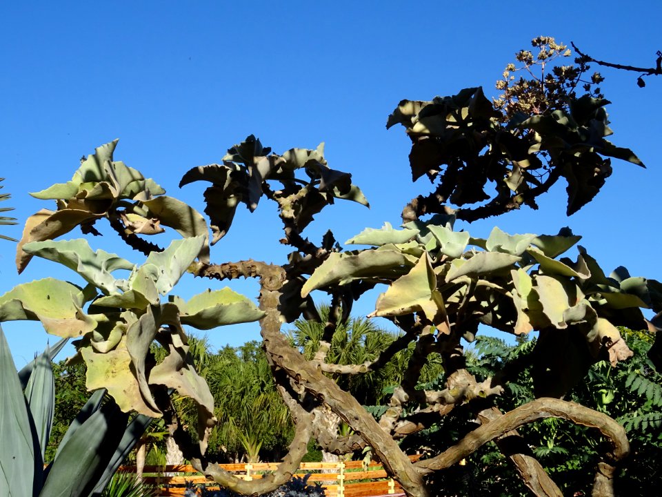 Kalanchoé de Behara, ou Kalanchoé à oreilles d'éléphant, K… 