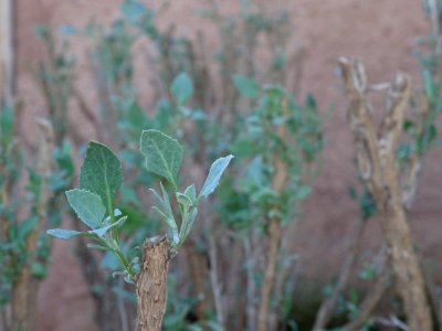 Pourpier de mer ou Arroche marine ou Fessecul, Atriplex ha… 