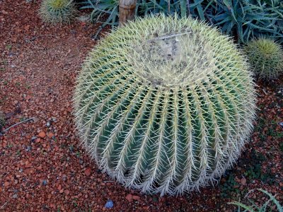 Coussin de belle-mère, Echinocactus grusonii, Cactacées. O… 
