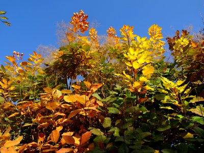 Fustet ou arbre à perruque, Cotinus coggygria, Anacardiacé… 