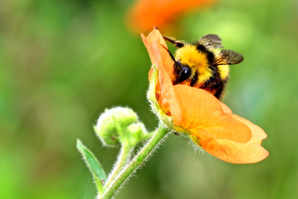 Flower bumble bee photo