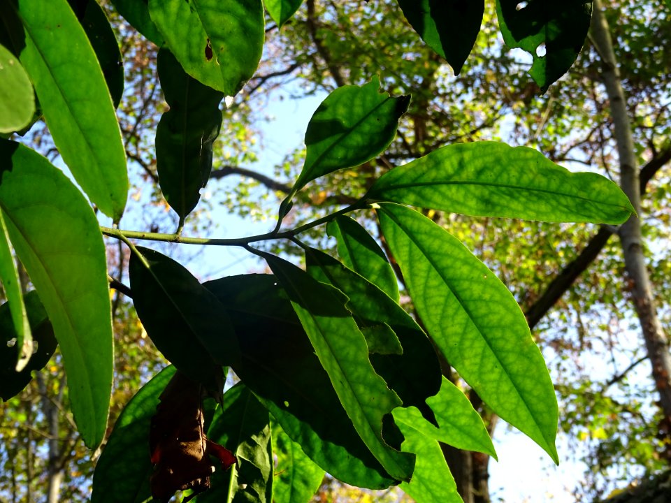 Laurier-cerise, Prunus laurocerasus, Rosacées 