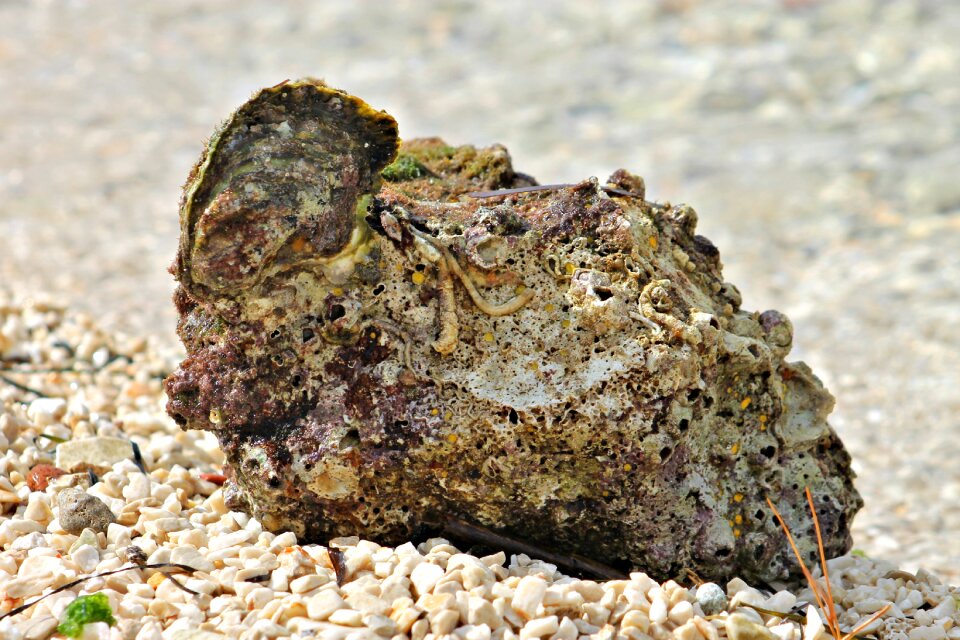 Kövesedés fossil waterfront