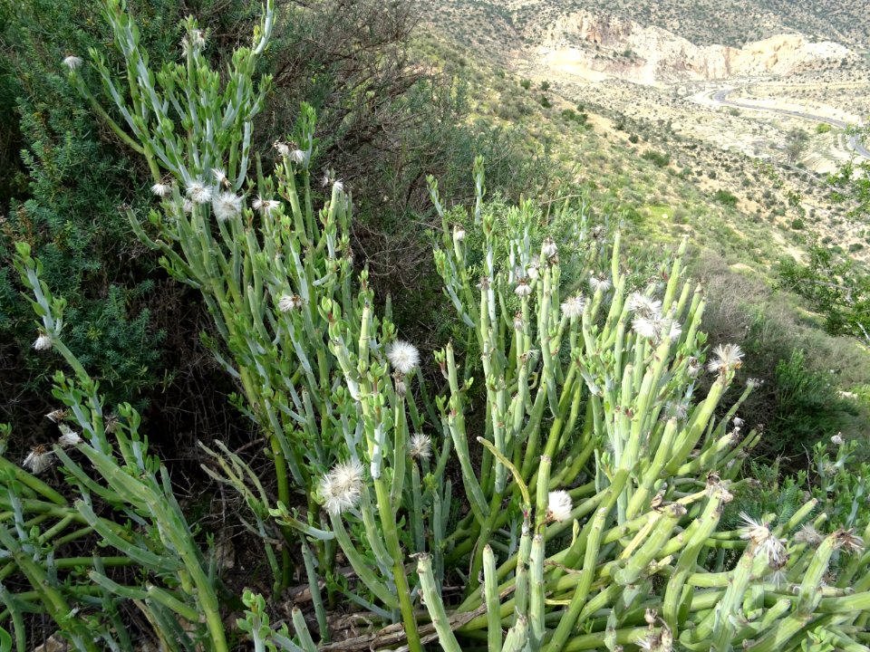 Senecio anteuphorbium, Kleinia anteuphorbium, Astéracées 