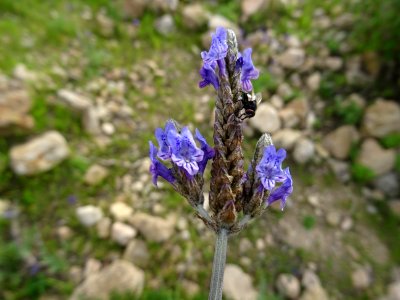 Lavande à toupet, Lavandula stoechas, Lamiacées 