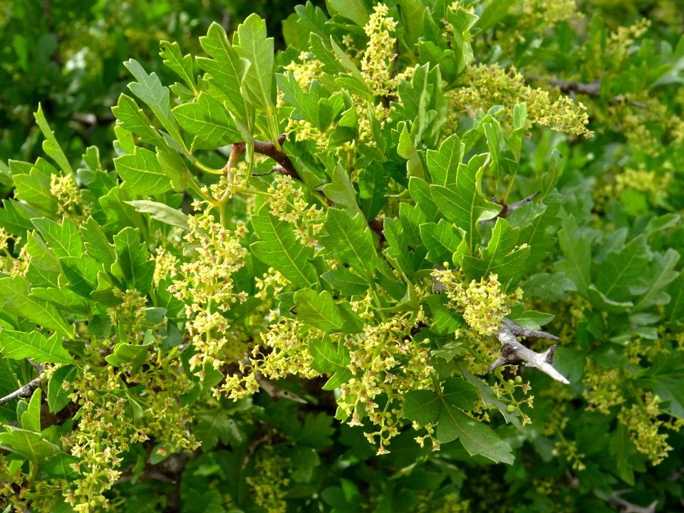 Chêne zéen ou Chêne des Canaries, Quercus canariensis, Fag… 