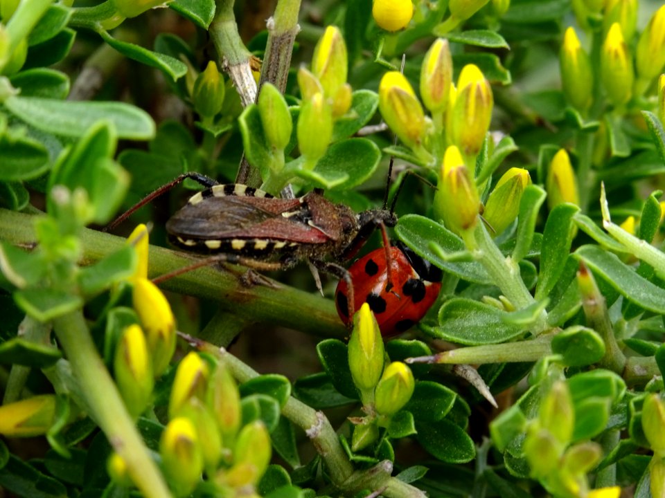 Punaise dévorant une coccinelle dans un Genêt épineux, Gen… 