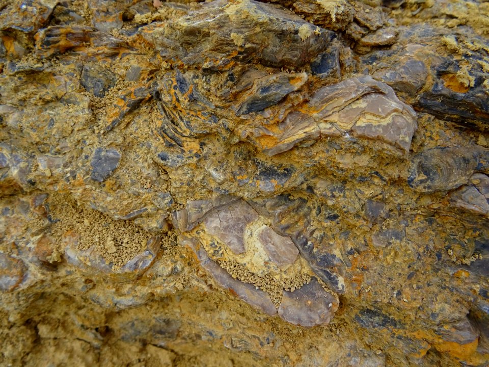 Trace de coquille fossilisée dans la roche 
