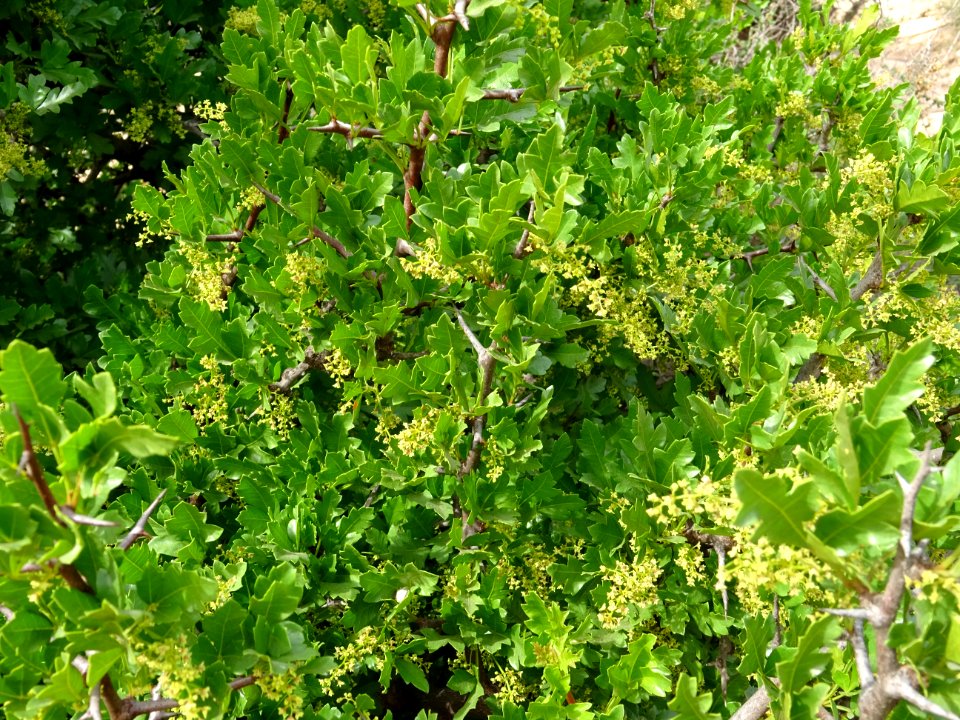Chêne zéen ou Chêne des Canaries, Quercus canariensis, Fag… 