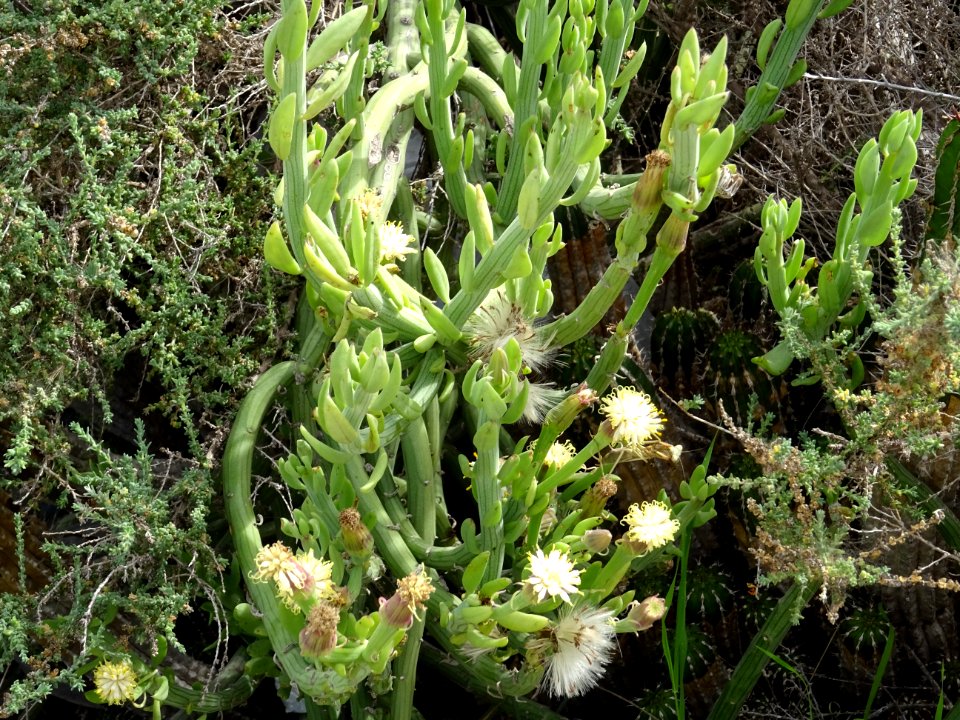 Senecio anteuphorbium, Kleinia anteuphorbium, Astéracées 