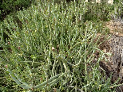 Senecio anteuphorbium, Kleinia anteuphorbium, Astéracées 