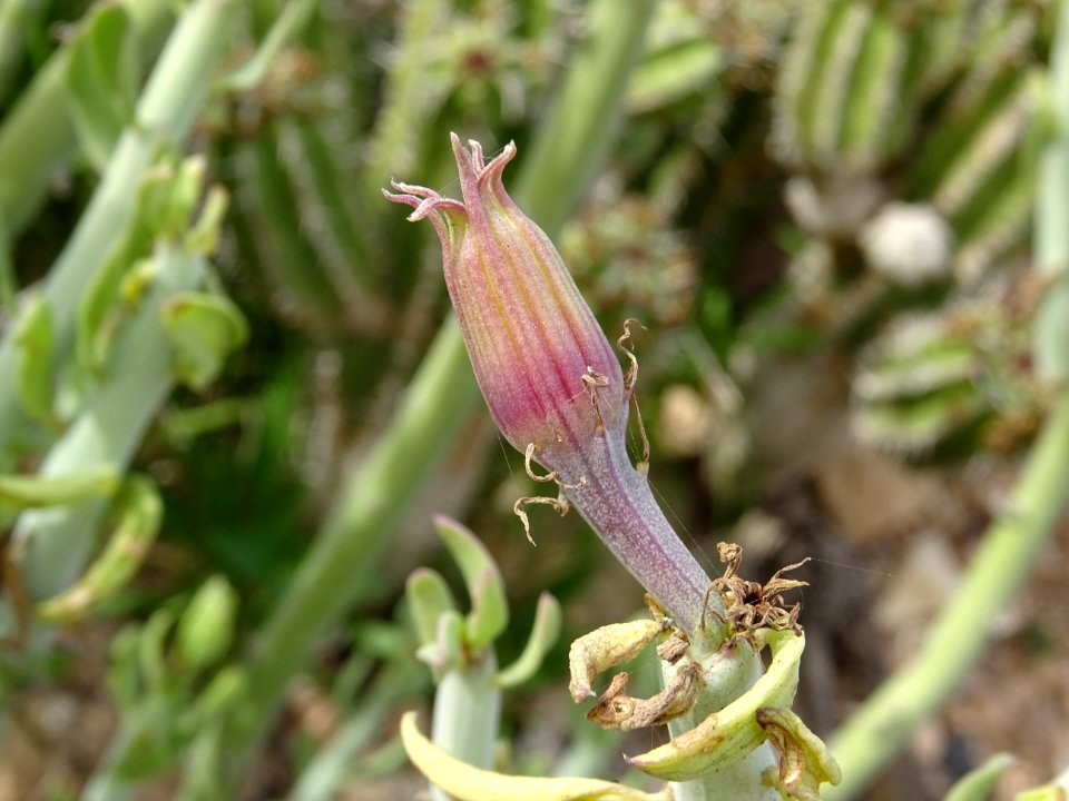 Senecio anteuphorbium, Kleinia anteuphorbium, Astéracées 