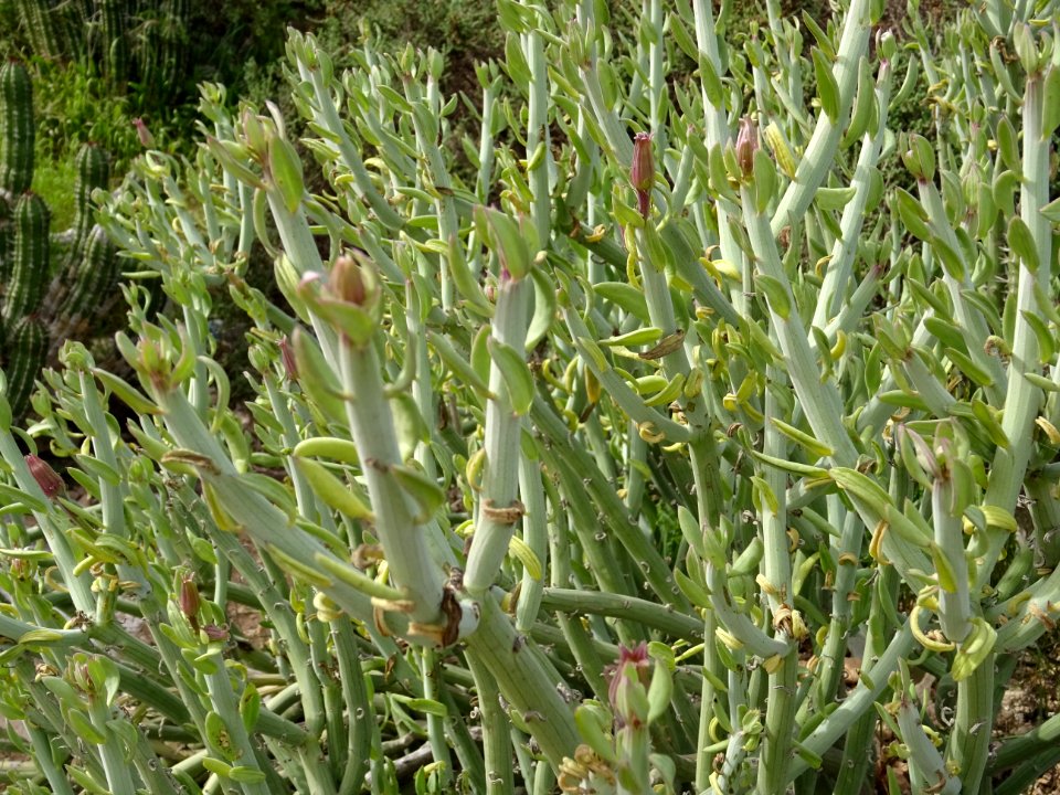 Senecio anteuphorbium, Kleinia anteuphorbium, Astéracées 