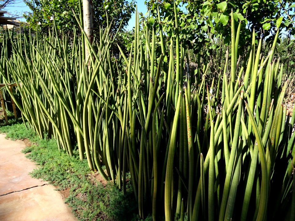Sansevière à feuilles cylindriques, Sanseviera cylindrica,… 