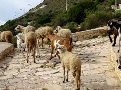 Petit troupeau de moutons et de chèvres 