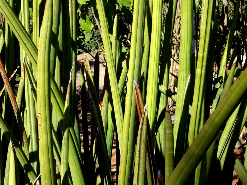 Sansevière à feuilles cylindriques, Sanseviera cylindrica,… 