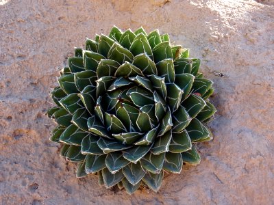 Agave de la Reine Victoria, Agave victoriae-reginae, Agava… 