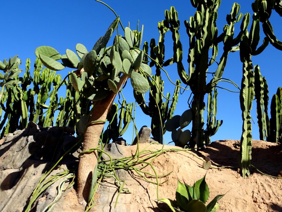 Cactus roue, Opuntia robusta, Cactacées 