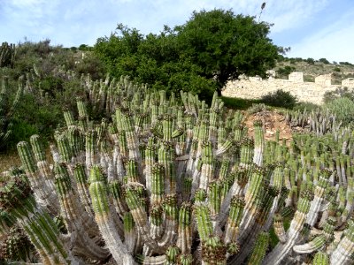 Euphorbe echine, Euphorbia officinarum subsp. echinus, Eup… 