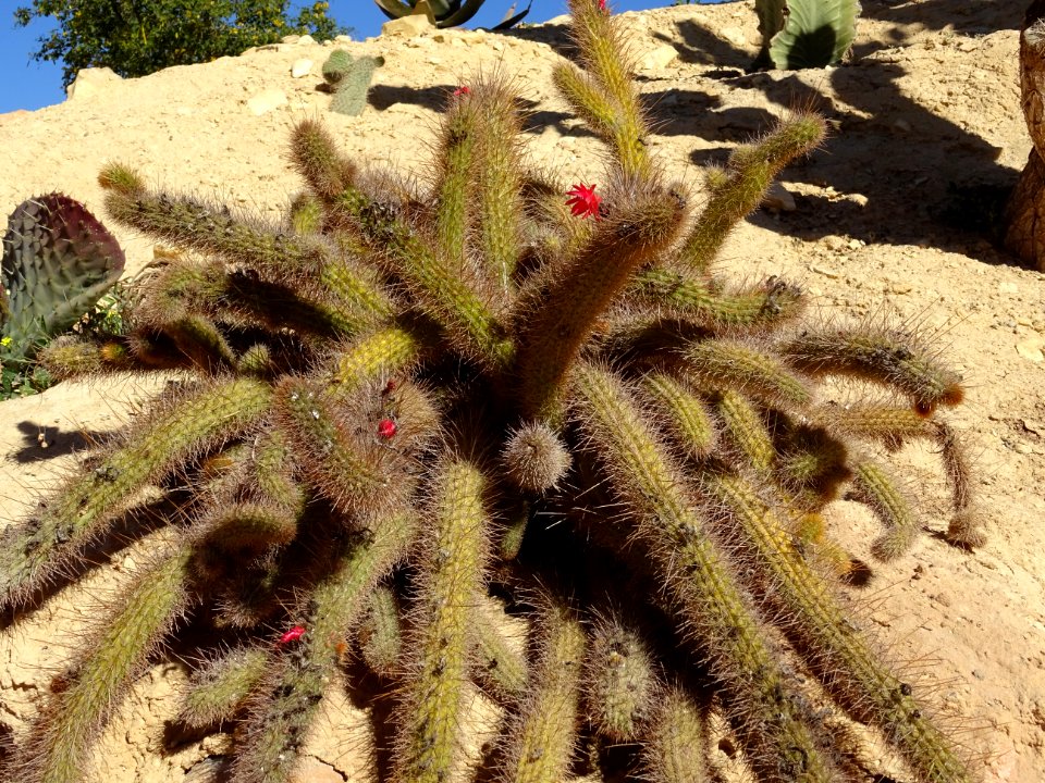 Cactus queue de rat dorée, Cleistocactus winteri, Cactacée… 