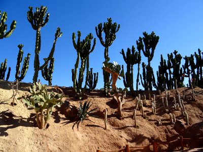 Euphorbe candélabre, Euphorbia candelabrum, Euphorbiacées.… 