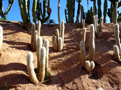 Cleistocactus strausii, Cleistocactus strausii, Cactacées.… 